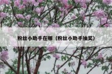 粉丝小助手在哪（粉丝小助手抽奖）