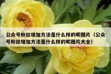 公众号粉丝增加方法是什么样的呢图片（公众号粉丝增加方法是什么样的呢图片大全）