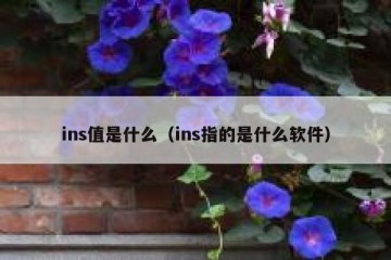 ins值是什么（ins指的是什么软件）