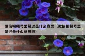 微信视频号里赞过是什么意思（微信视频号里赞过是什么意思啊）