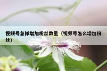 视频号怎样增加粉丝数量（视频号怎么增加粉丝）