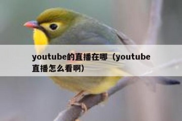 youtube的直播在哪（youtube直播怎么看啊）