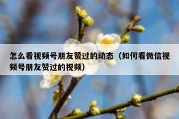 怎么看视频号朋友赞过的动态（如何看微信视频号朋友赞过的视频）