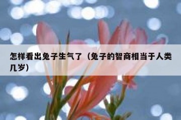 怎样看出兔子生气了（兔子的智商相当于人类几岁）