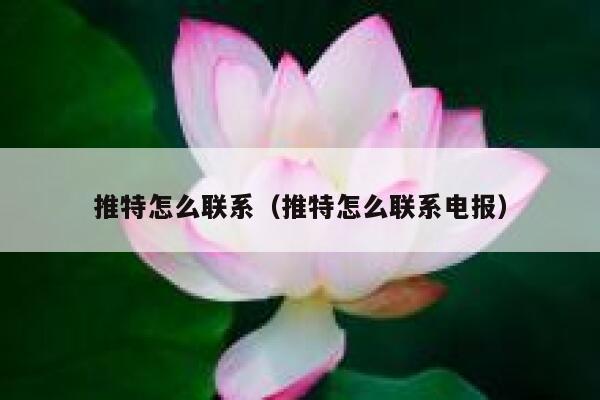 推特怎么联系（推特怎么联系电报） 第1张