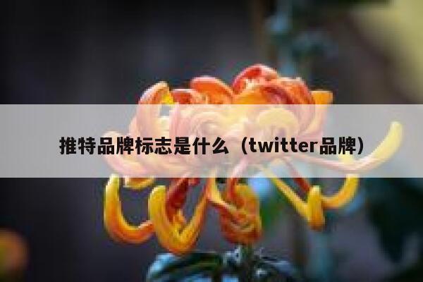 推特品牌标志是什么（twitter品牌） 第1张
