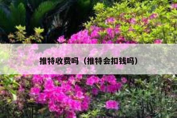 推特收费吗（推特会扣钱吗） 第1张