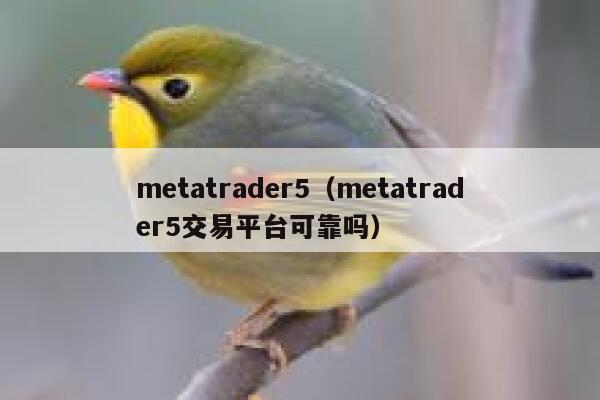 metatrader5（metatrader5交易平台可靠吗） 第1张