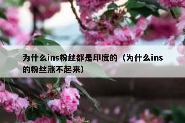 为什么ins粉丝都是印度的(为什么ins的粉丝涨不起来) 第1张 为什么ins粉丝都是印度的(为什么ins的粉丝涨不起来) 第1张