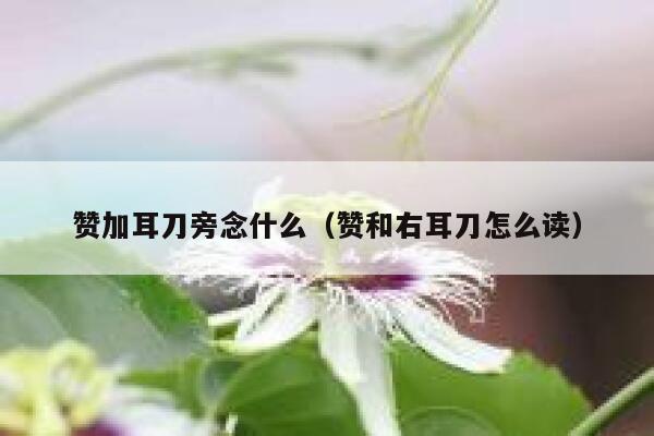 赞加耳刀旁念什么（赞和右耳刀怎么读） 第1张