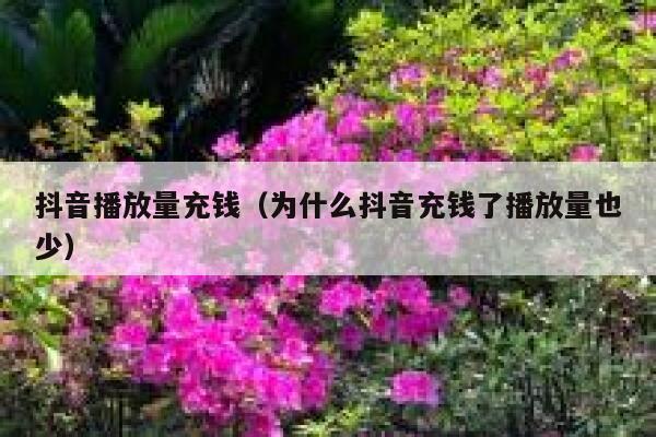 抖音播放量充钱（为什么抖音充钱了播放量也少） 第1张