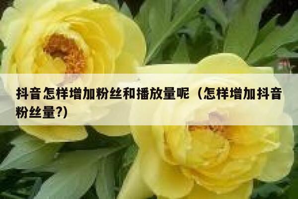 抖音怎样增加粉丝和播放量呢（怎样增加抖音粉丝量?） 第1张