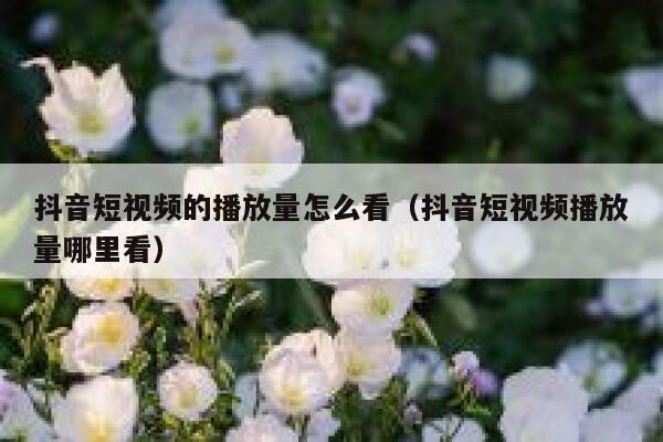 抖音短视频的播放量怎么看（抖音短视频播放量哪里看） 第1张