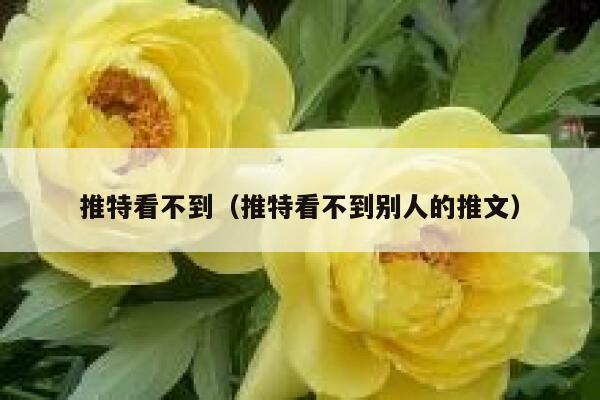 推特看不到（推特看不到别人的推文） 第1张