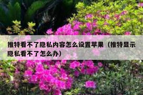 推特看不了隐私内容怎么设置苹果(推特显示隐私看不了怎么办) 第1张 推特看不了隐私内容怎么设置苹果(推特显示隐私看不了怎么办) 第1张