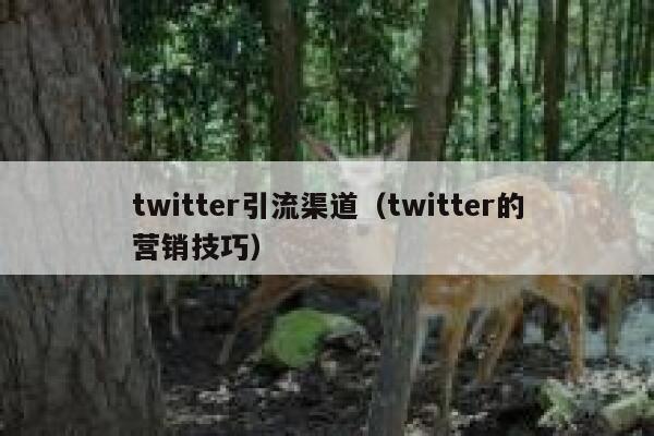 twitter引流渠道（twitter的营销技巧） 第1张
