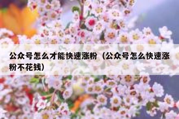 公众号怎么才能快速涨粉（公众号怎么快速涨粉不花钱） 第1张