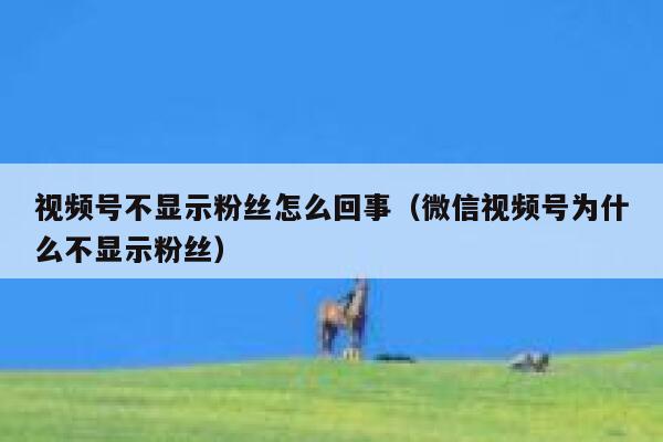 视频号不显示粉丝怎么回事（微信视频号为什么不显示粉丝） 第1张