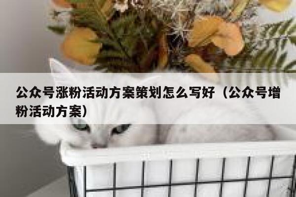公众号涨粉活动方案策划怎么写好（公众号增粉活动方案） 第1张