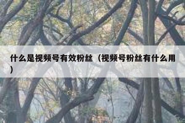 什么是视频号有效粉丝（视频号粉丝有什么用） 第1张