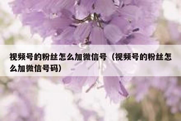 视频号的粉丝怎么加微信号（视频号的粉丝怎么加微信号码） 第1张