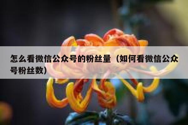 怎么看微信公众号的粉丝量（如何看微信公众号粉丝数） 第1张