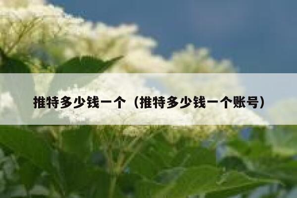 推特多少钱一个（推特多少钱一个账号） 第1张