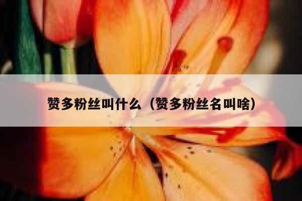 赞多粉丝叫什么（赞多粉丝名叫啥） 第1张