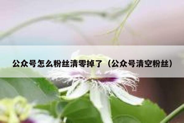 公众号怎么粉丝清零掉了（公众号清空粉丝） 第1张