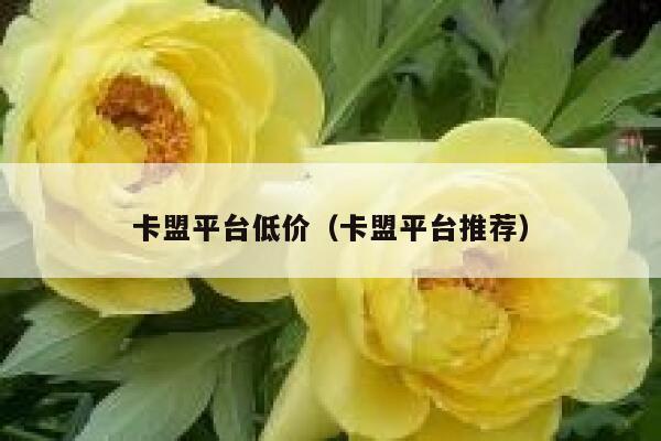 卡盟平台低价（卡盟平台推荐） 第1张