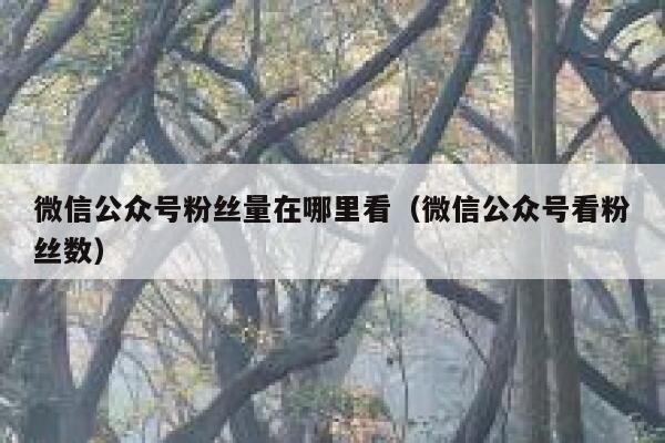 微信公众号粉丝量在哪里看（微信公众号看粉丝数） 第1张