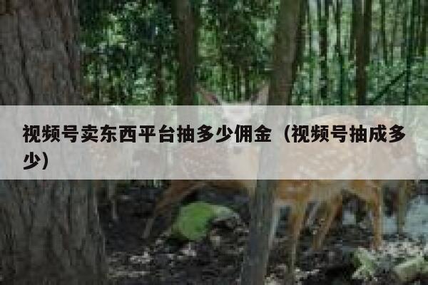 视频号卖东西平台抽多少佣金(视频号抽成多少) 第1张 视频号卖东西平台抽多少佣金(视频号抽成多少) 第1张