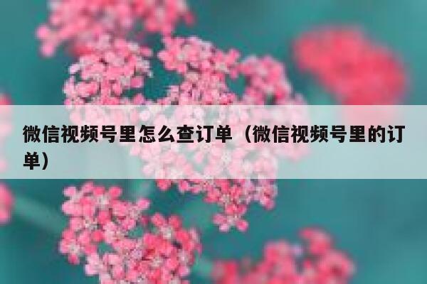 微信视频号里怎么查订单(微信视频号里的订单) 第1张 微信视频号里怎么查订单(微信视频号里的订单) 第1张
