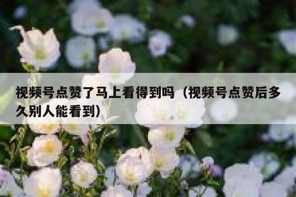 视频号点赞了马上看得到吗（视频号点赞后多久别人能看到） 第1张