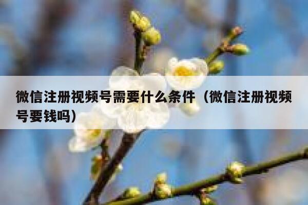 微信注册视频号需要什么条件（微信注册视频号要钱吗） 第1张