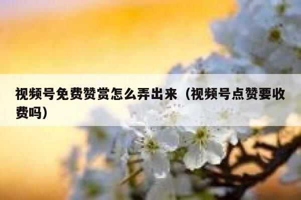 视频号免费赞赏怎么弄出来（视频号点赞要收费吗） 第1张