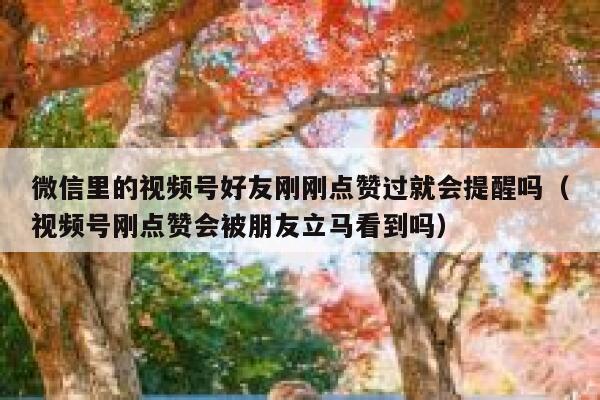 微信里的视频号好友刚刚点赞过就会提醒吗（视频号刚点赞会被朋友立马看到吗） 第1张