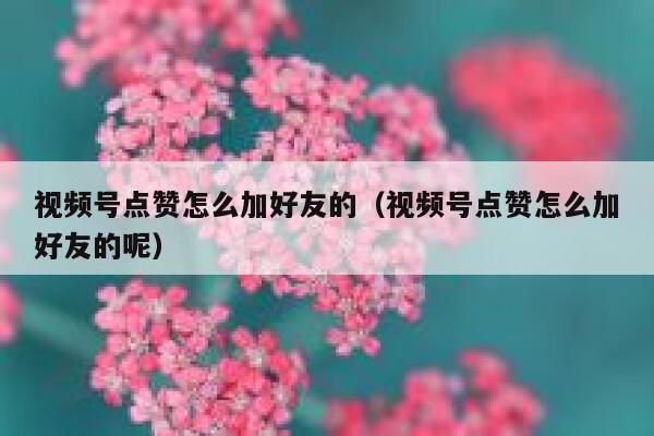 视频号点赞怎么加好友的（视频号点赞怎么加好友的呢） 第1张