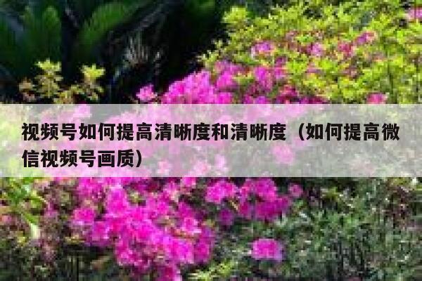 视频号如何提高清晰度和清晰度(如何提高微信视频号画质) 第1张 视频号如何提高清晰度和清晰度(如何提高微信视频号画质) 第1张