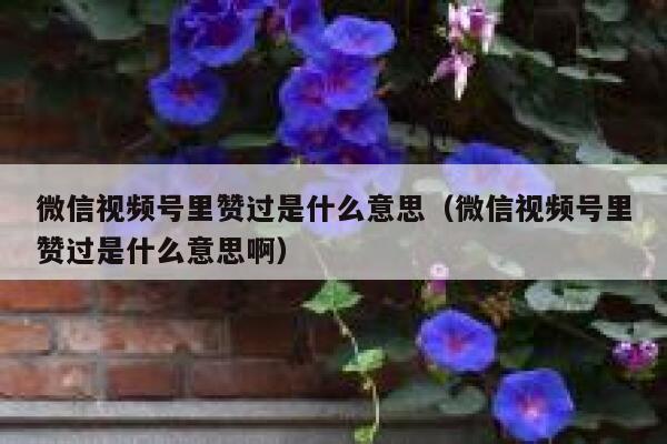微信视频号里赞过是什么意思(微信视频号里赞过是什么意思啊) 第1张 微信视频号里赞过是什么意思(微信视频号里赞过是什么意思啊) 第1张