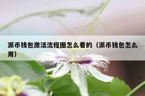 派币钱包激活流程图怎么看的(派币钱包怎么用) 第1张 派币钱包激活流程图怎么看的(派币钱包怎么用) 第1张