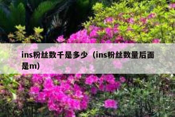 ins粉丝数千是多少（ins粉丝数量后面是m） 第1张